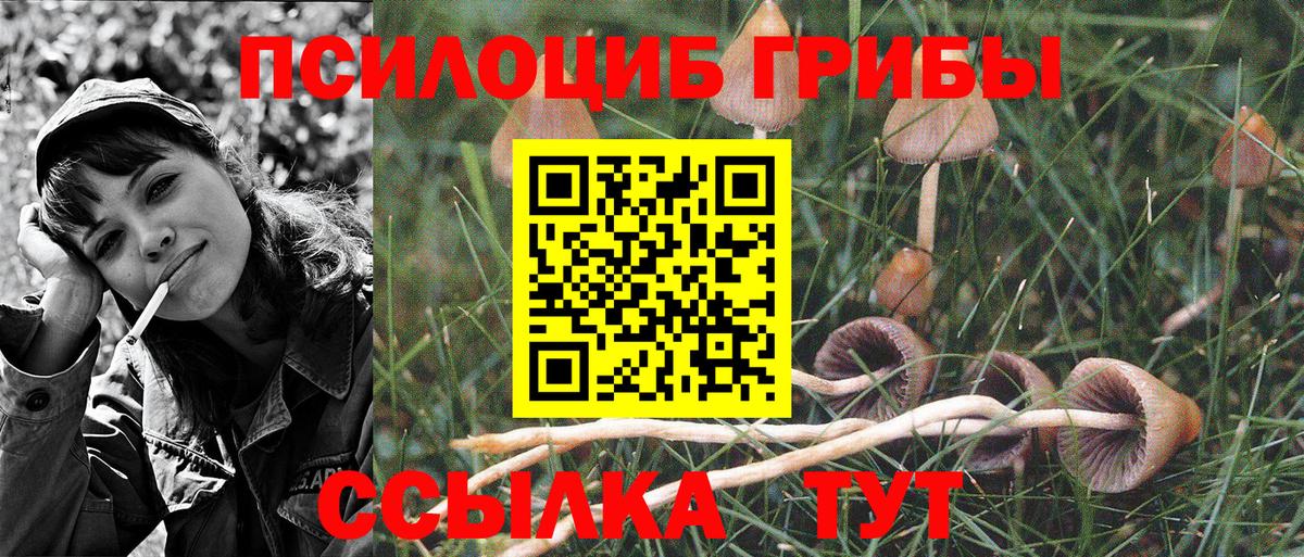 Грозный  Псилоцибиновые грибы MAGIC MUSHROOMS  Псилоцибиновые грибы MAGIC MUSHROOMS  Вход с VPN 